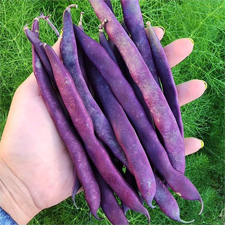 60% OFF🔥SUPER-LONG GREEN BEAN SEEDS - SUPER YIELD