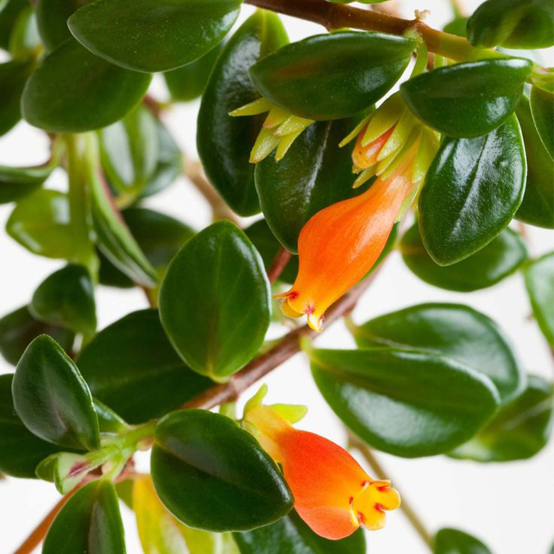 Super hot seller 🐟 Goldfish Chlorophytum Seeds-Non-GMO