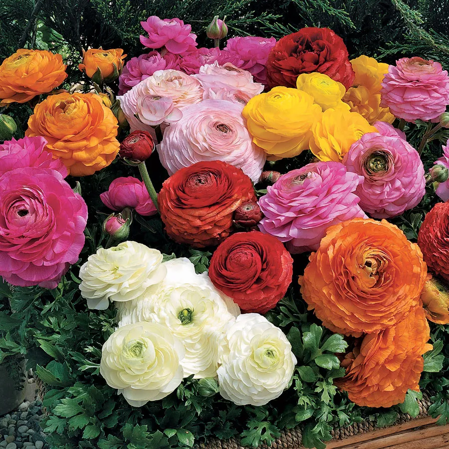 Mix Ranunculus Seeds Mache Vanilla Bicolor Medley Seeds