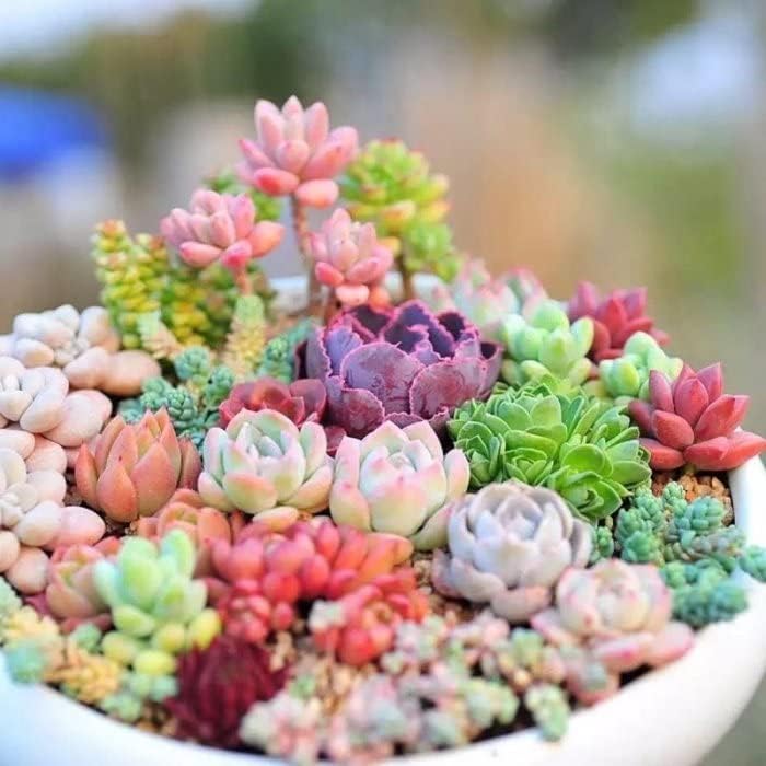 Rare Beautiful Mixed Mini Succulents Seeds