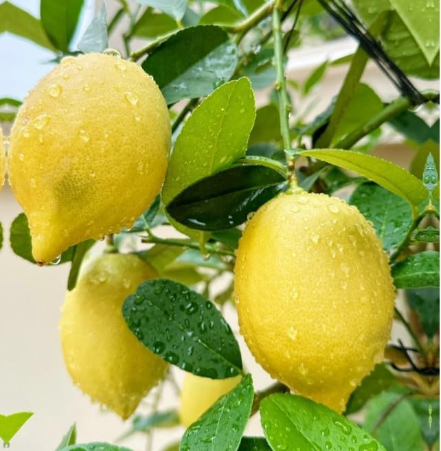 Perfume Lemon Seeds