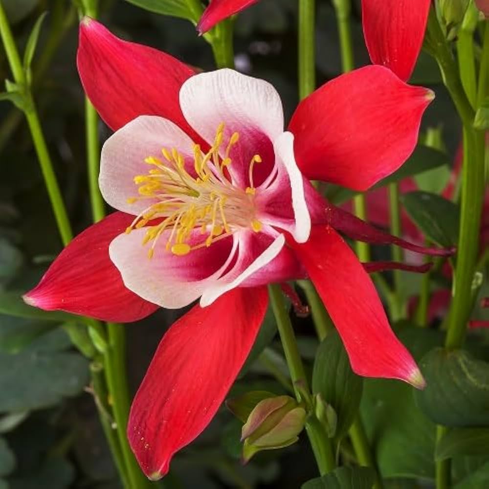 Columbine Seeds | Perennial Flower Seed