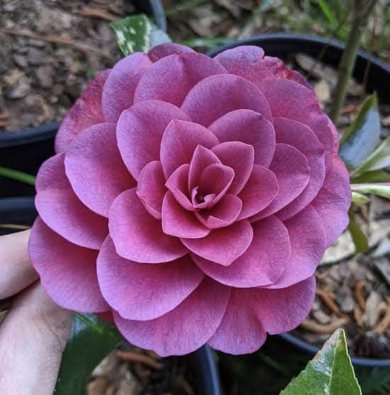 Camellia Japonica Seeds🚴