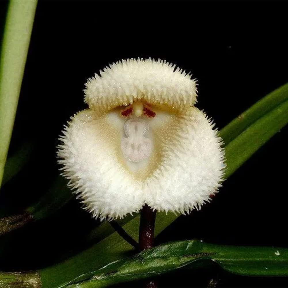 200 Seeds Monkey Face Orchid Seeds Dracula Cute Simia Flower