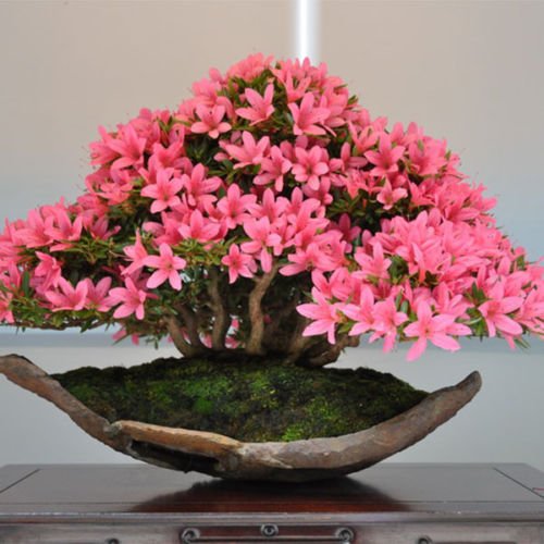 20PCS Cherry Bonsai Bonsai Tree Japanese New Blossoms Sakura seeds Flower Seeds