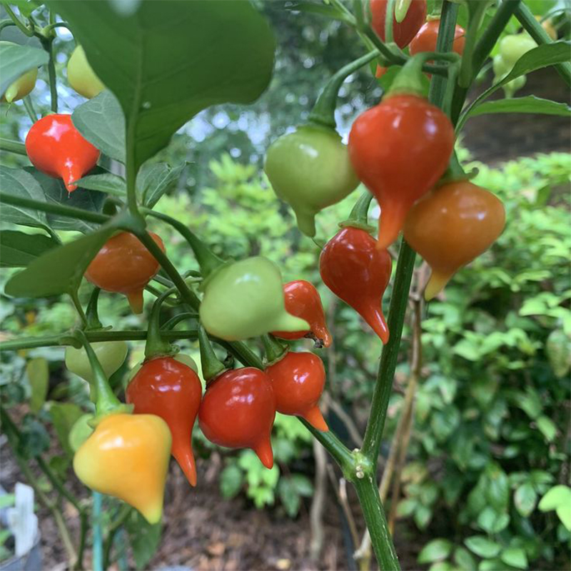 Biquinho Red Pepper Heirloom Seeds - B358