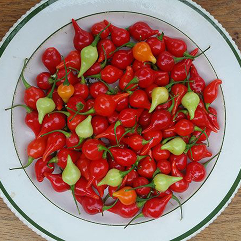 Biquinho Red Pepper Heirloom Seeds - B358