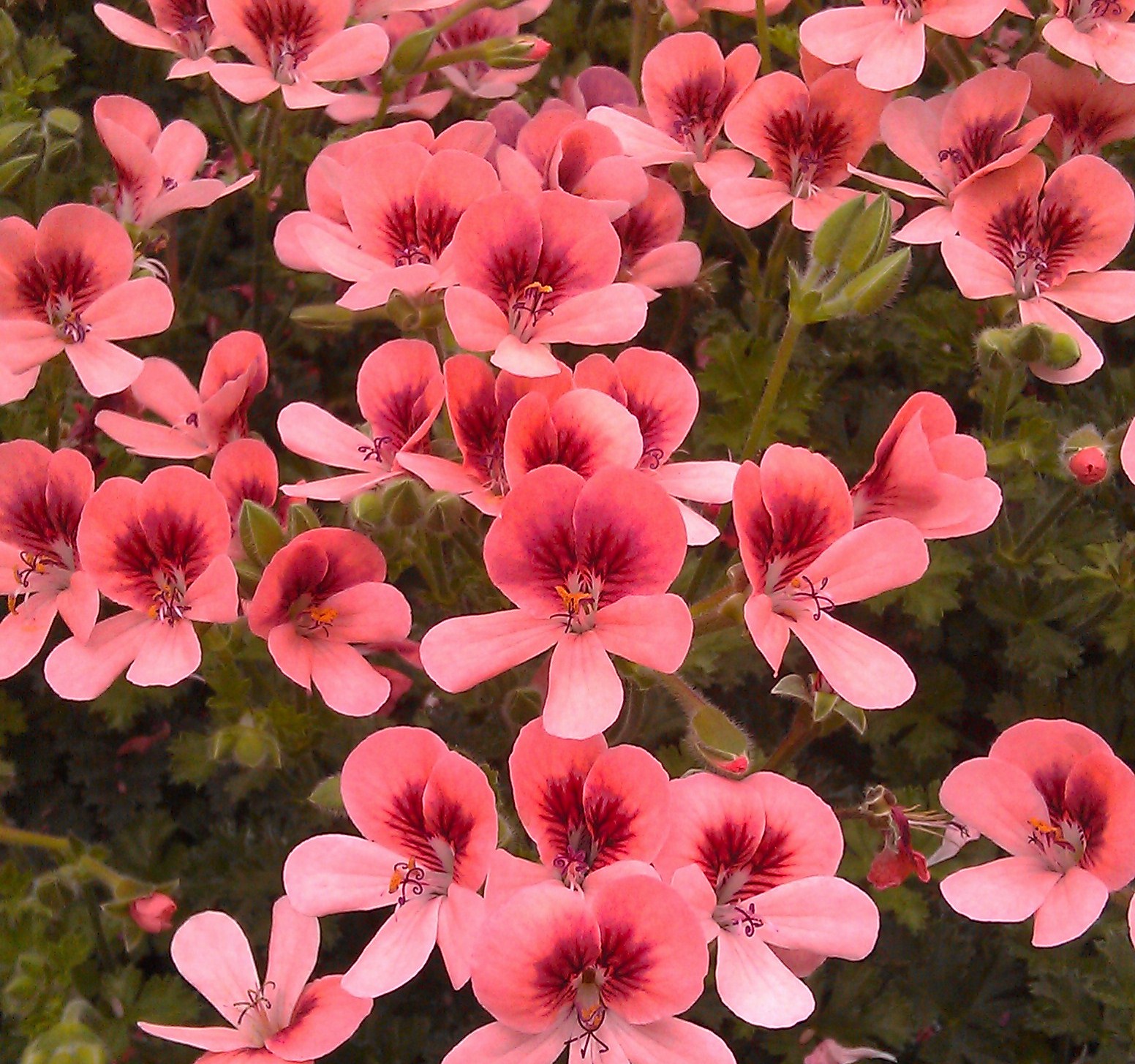 Angel Pelargonium 'Imperial Butterfly'