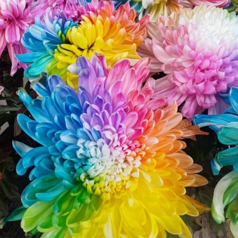 🌈Rare Rainbow chrysanthemum seeds💐
