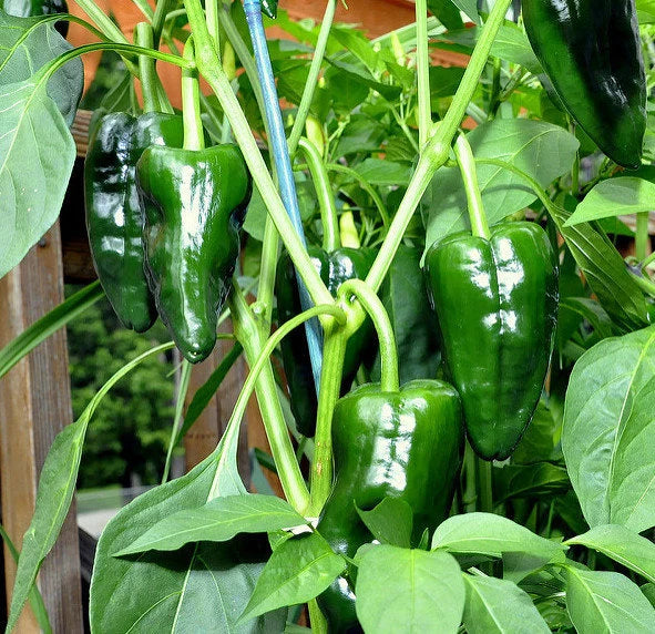 Ancho / Poblano Pepper Seeds