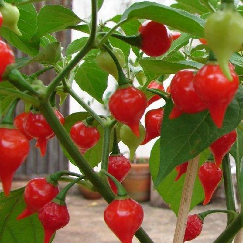 Biquinho Red Pepper Heirloom Seeds - B358