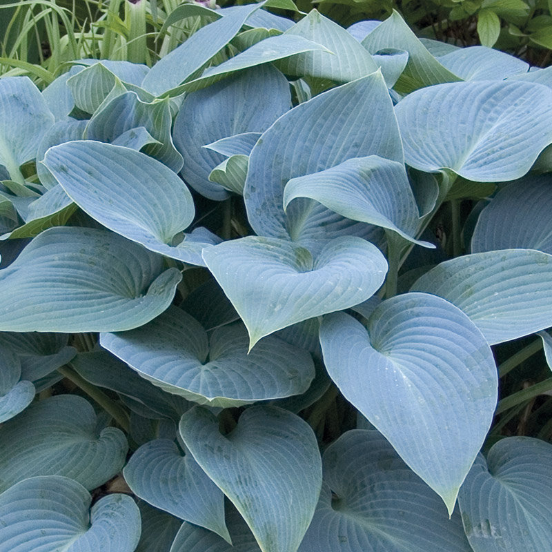 Halcyon Hosta