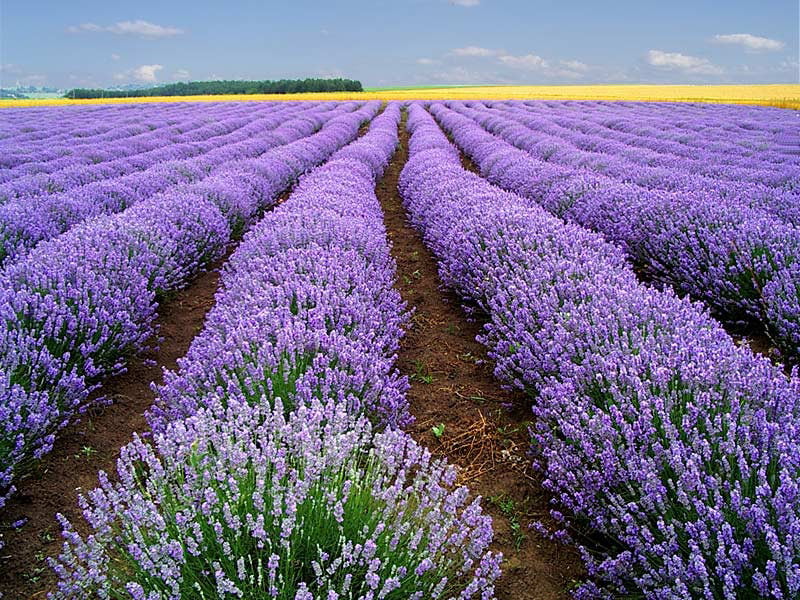 500 True ENGLISH LAVENDER VERA Lavandula Angustifolia Vera Herb Purple