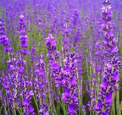 500 True ENGLISH LAVENDER VERA Lavandula Angustifolia Vera Herb Purple