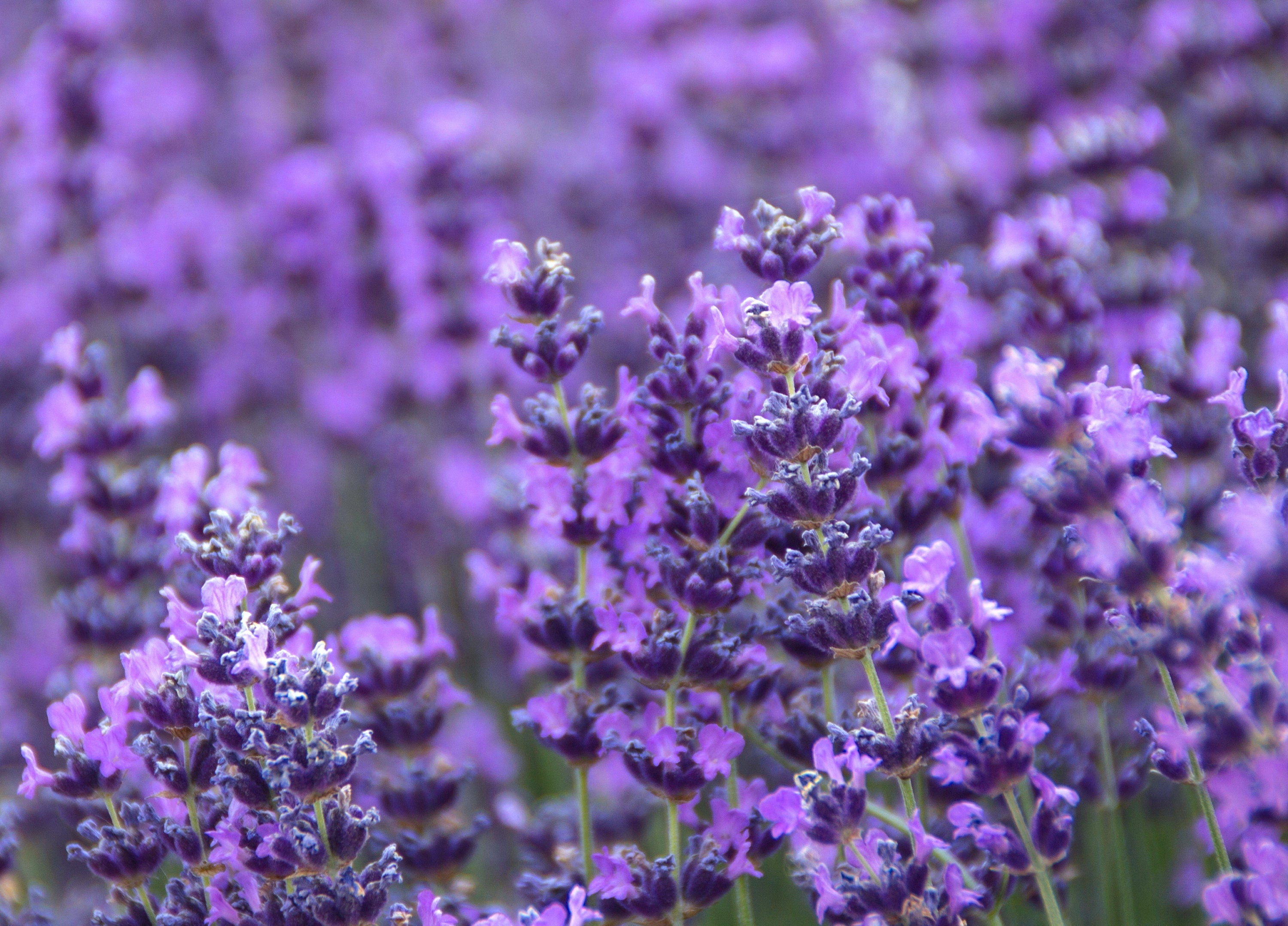 500 True ENGLISH LAVENDER VERA Lavandula Angustifolia Vera Herb Purple