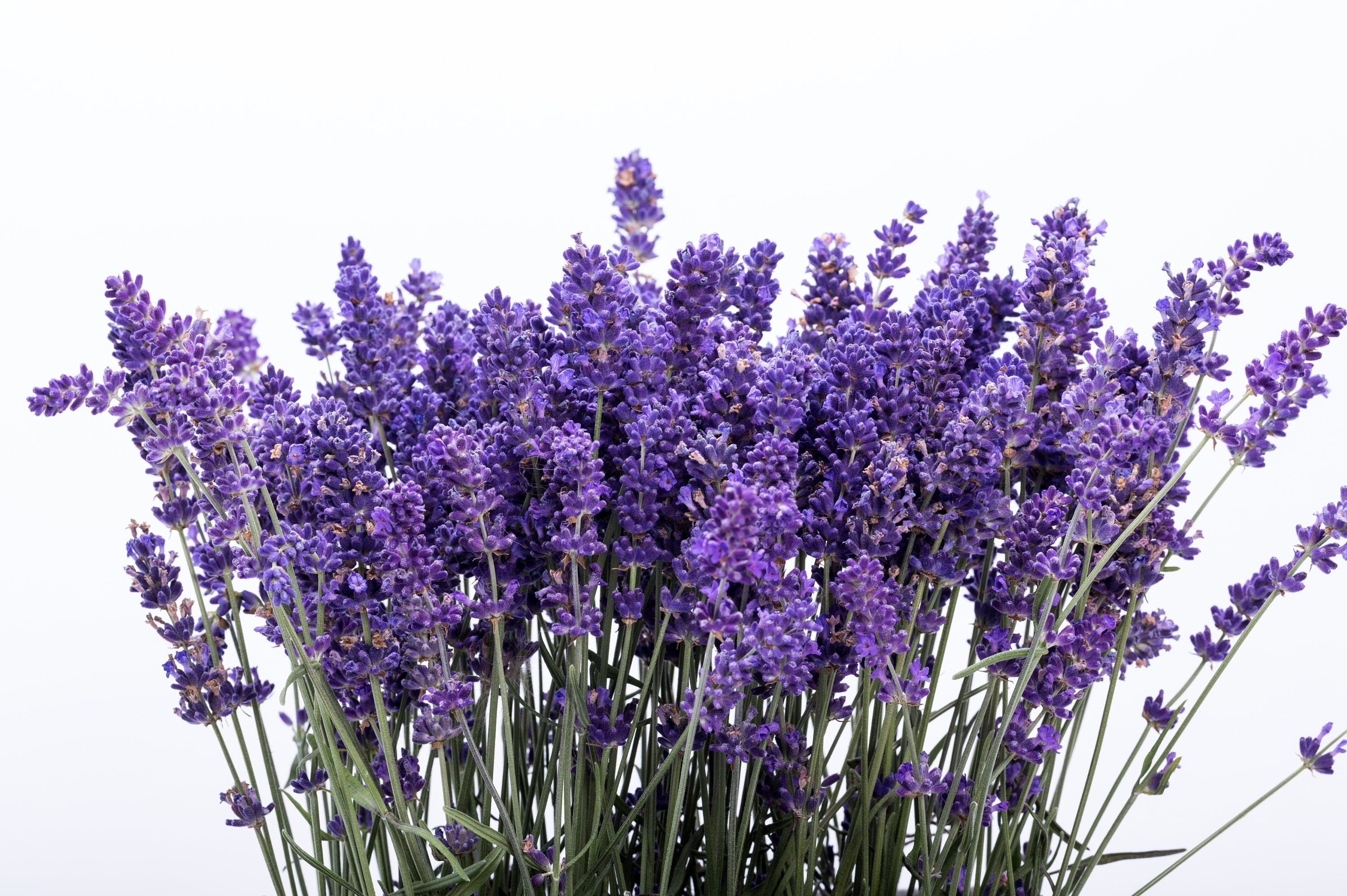 500 True ENGLISH LAVENDER VERA Lavandula Angustifolia Vera Herb Purple