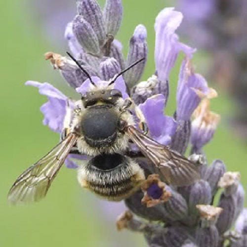 500 True ENGLISH LAVENDER VERA Lavandula Angustifolia Vera Herb Purple