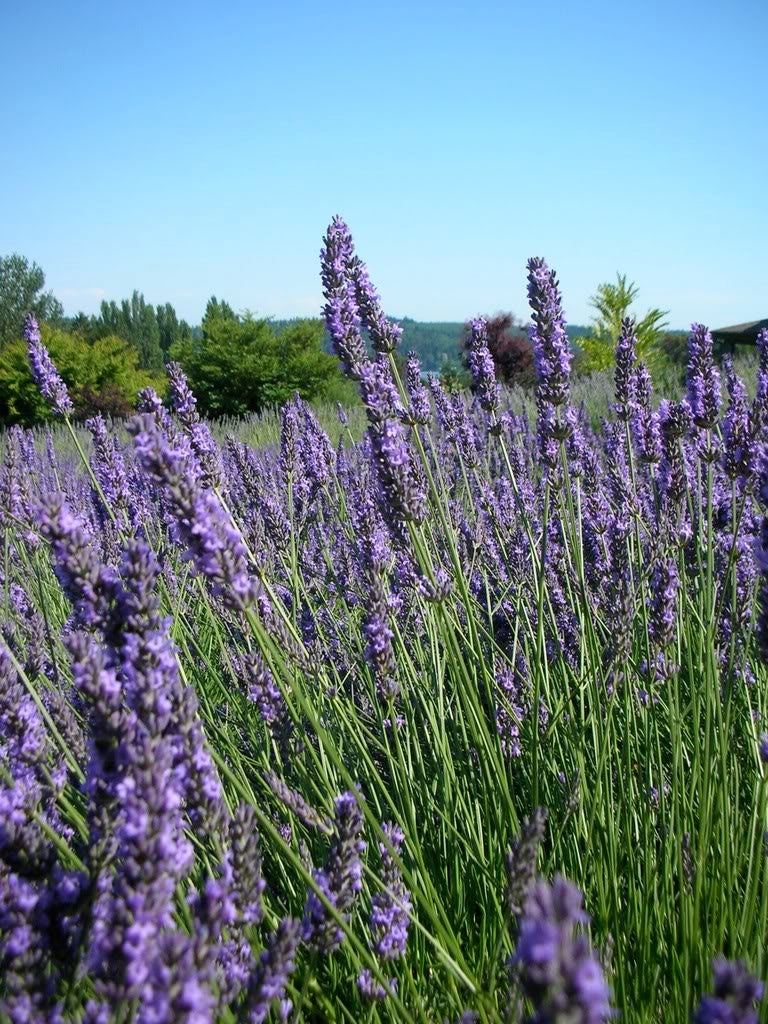 500 True ENGLISH LAVENDER VERA Lavandula Angustifolia Vera Herb Purple