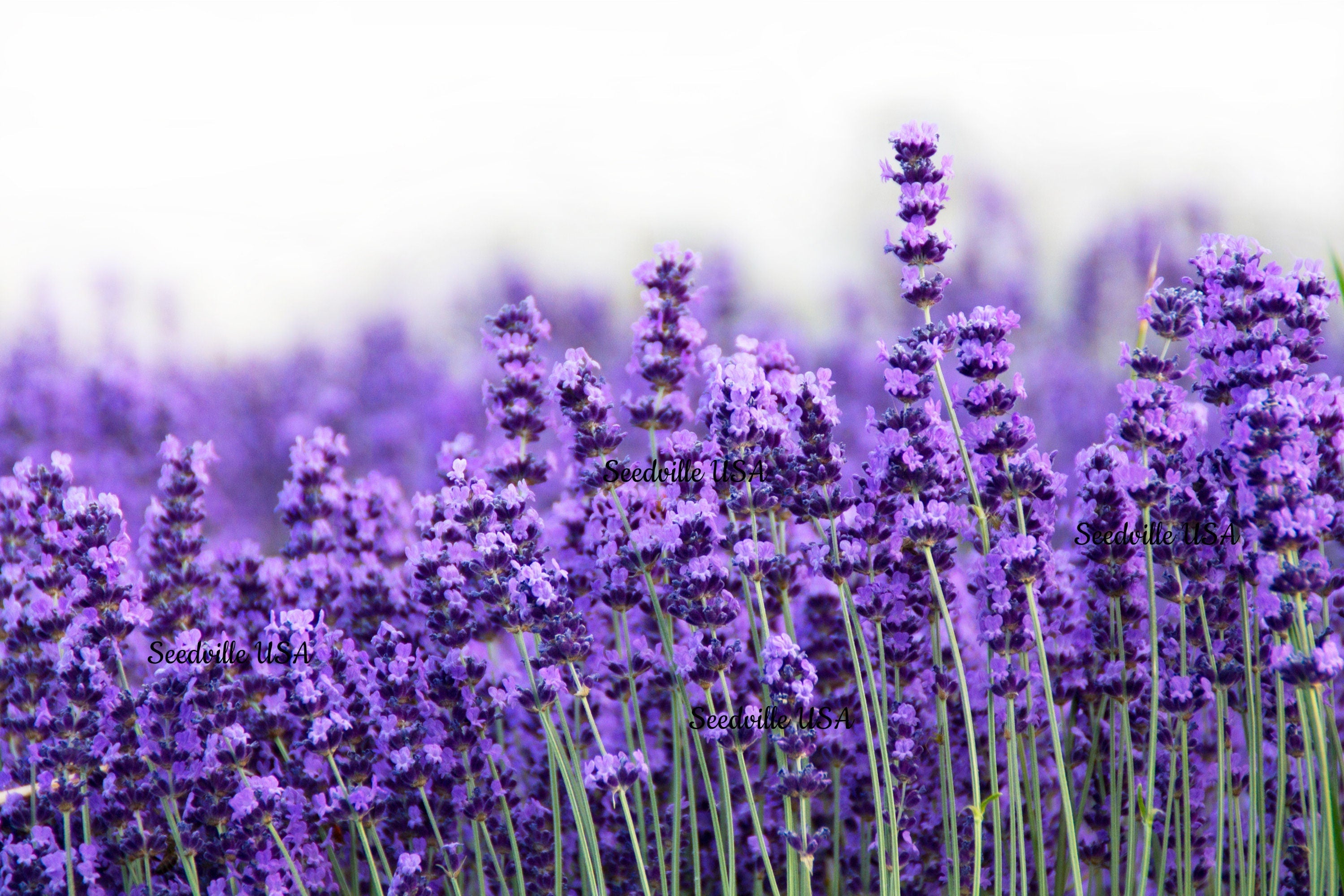 500 True ENGLISH LAVENDER VERA Lavandula Angustifolia Vera Herb Purple