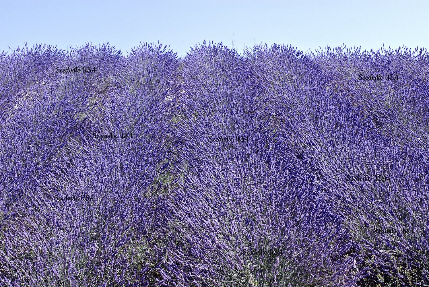500 True ENGLISH LAVENDER VERA Lavandula Angustifolia Vera Herb Purple