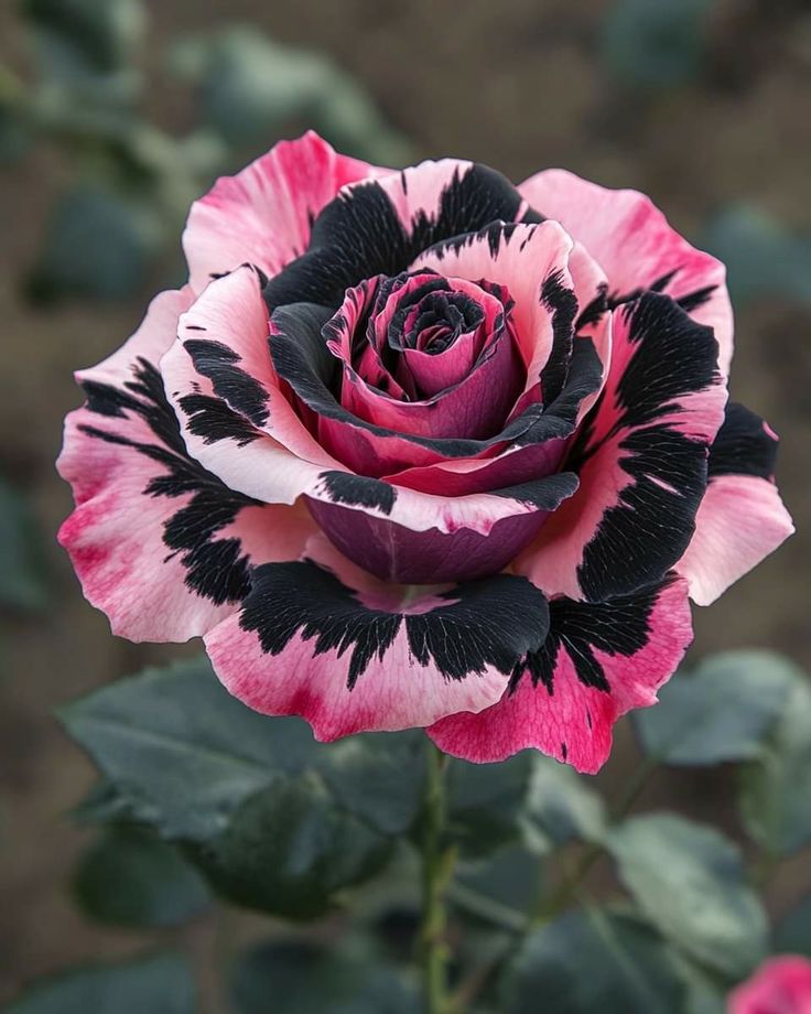 Black & Pink Rose  (Rosa spp.)