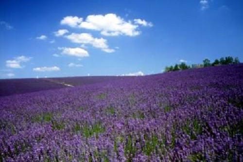 500 True ENGLISH LAVENDER VERA Lavandula Angustifolia Vera Herb Purple