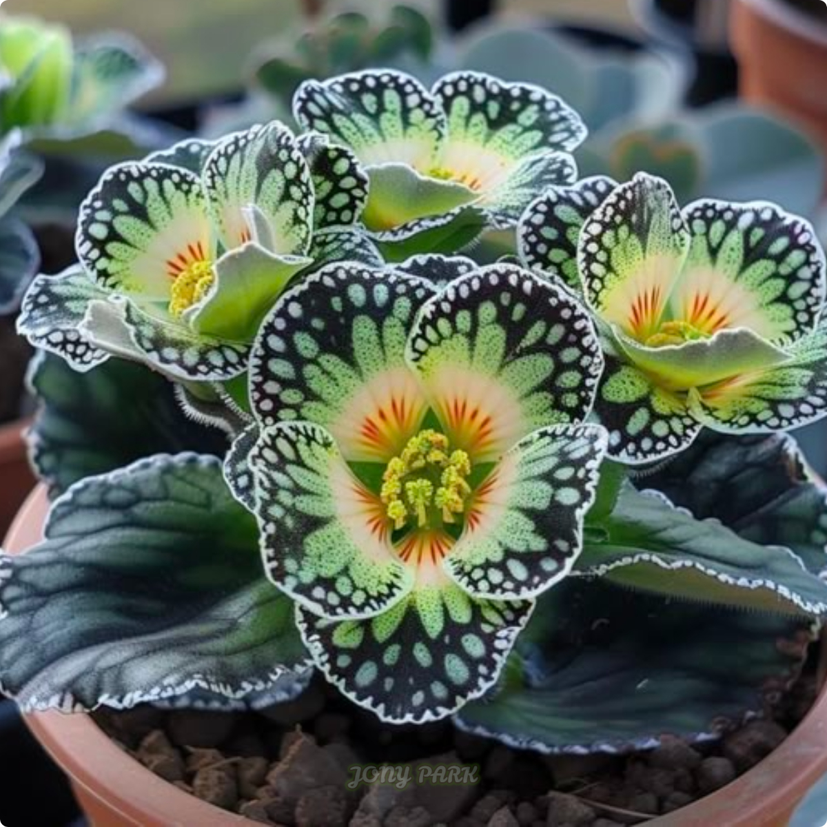 Electric Shine Begonia