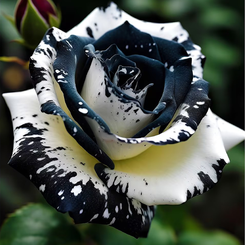 Rare Black & White Rose Flower Seeds