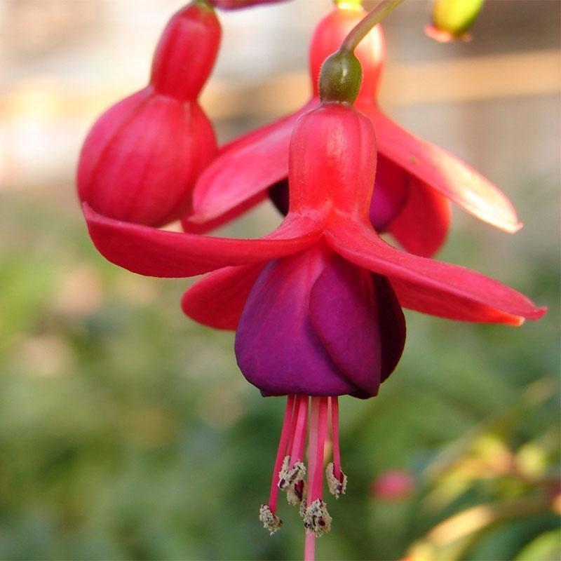 Fuchsia Flowers Seeds Lantern Flower, Bonsai Flower Seeds