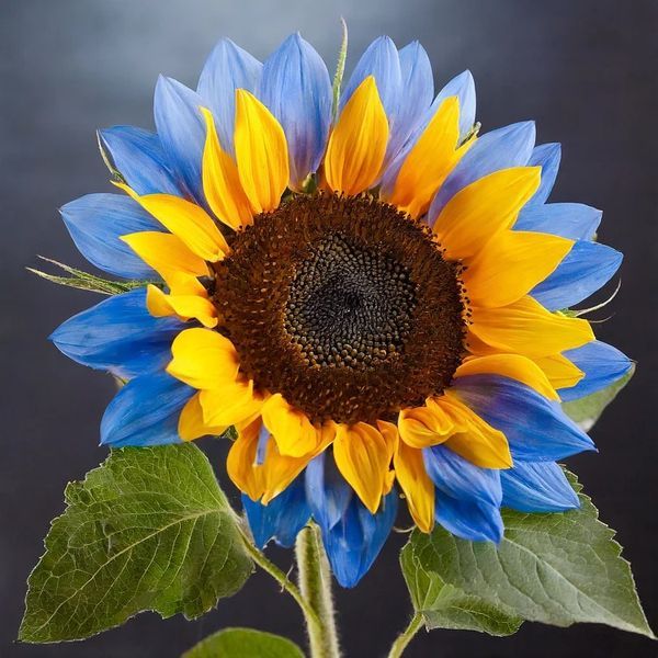 Golden Sapphire Sunflower Seeds