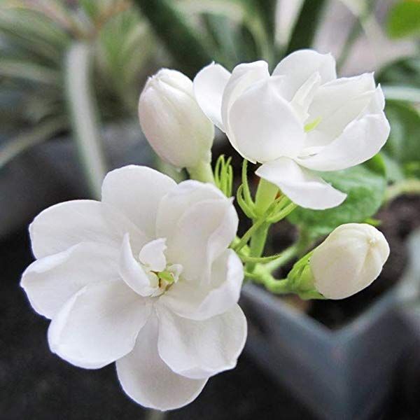 White Jasmine Seeds