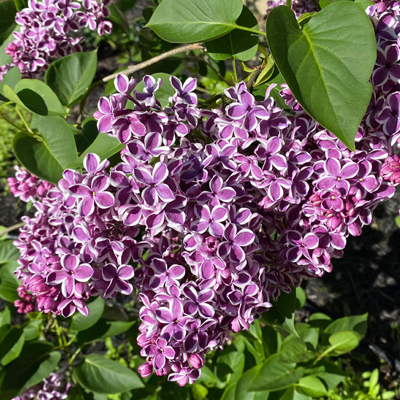 Natural Fragrance-Lilac Seeds