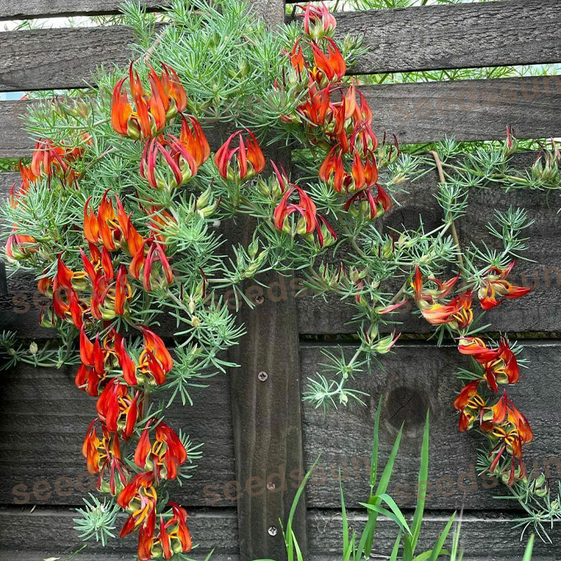 🦜Parrot's Beak Lotus Japonicus Seeds🌿