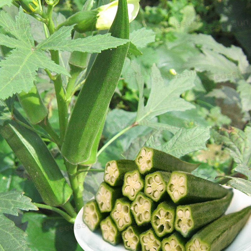 Lady Finger/ Okra Seed