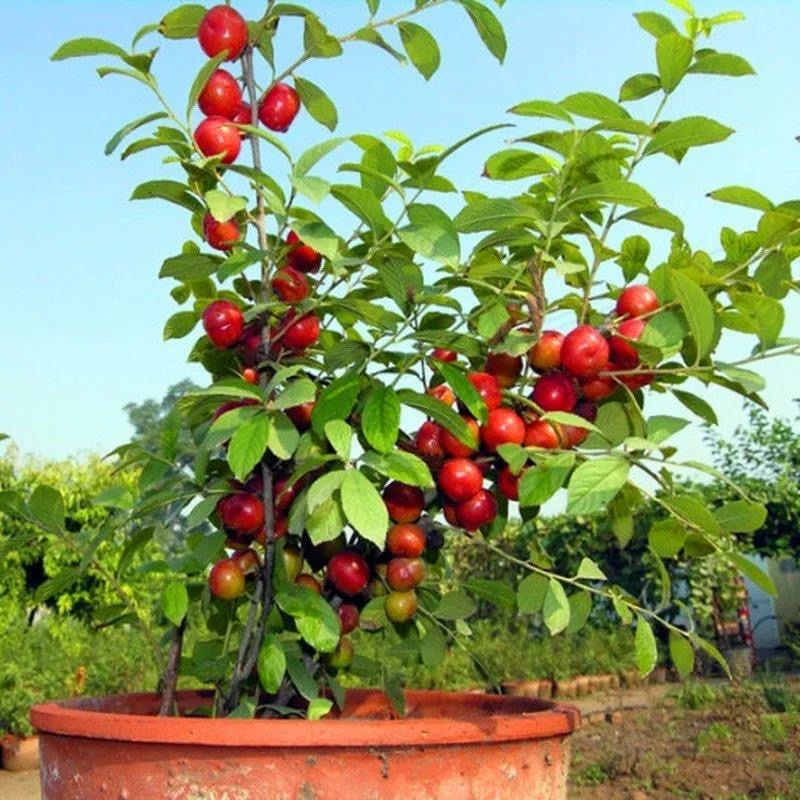 Ruby Calcium Berry Seeds