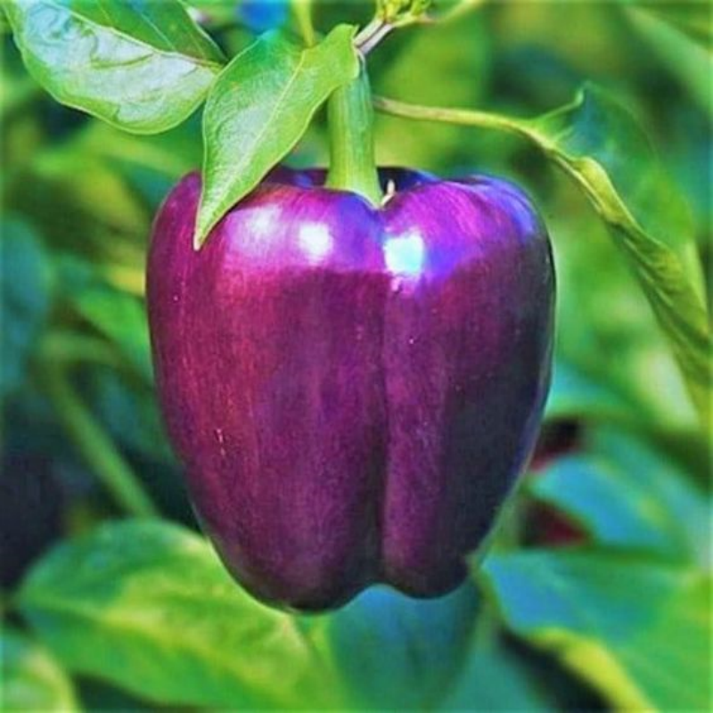 🌈Sweet Rainbow Organic Bell Pepper Seeds🫑