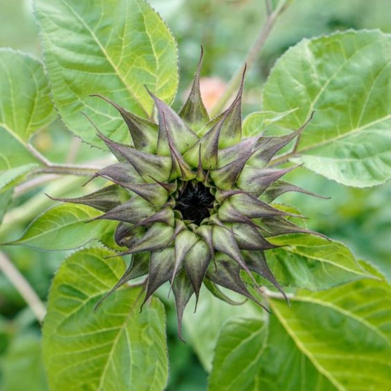 🌻Sunflower sun-fill Purple