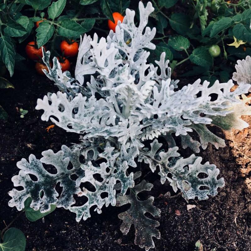 ❄️Flower - Cineraria Silver Dust