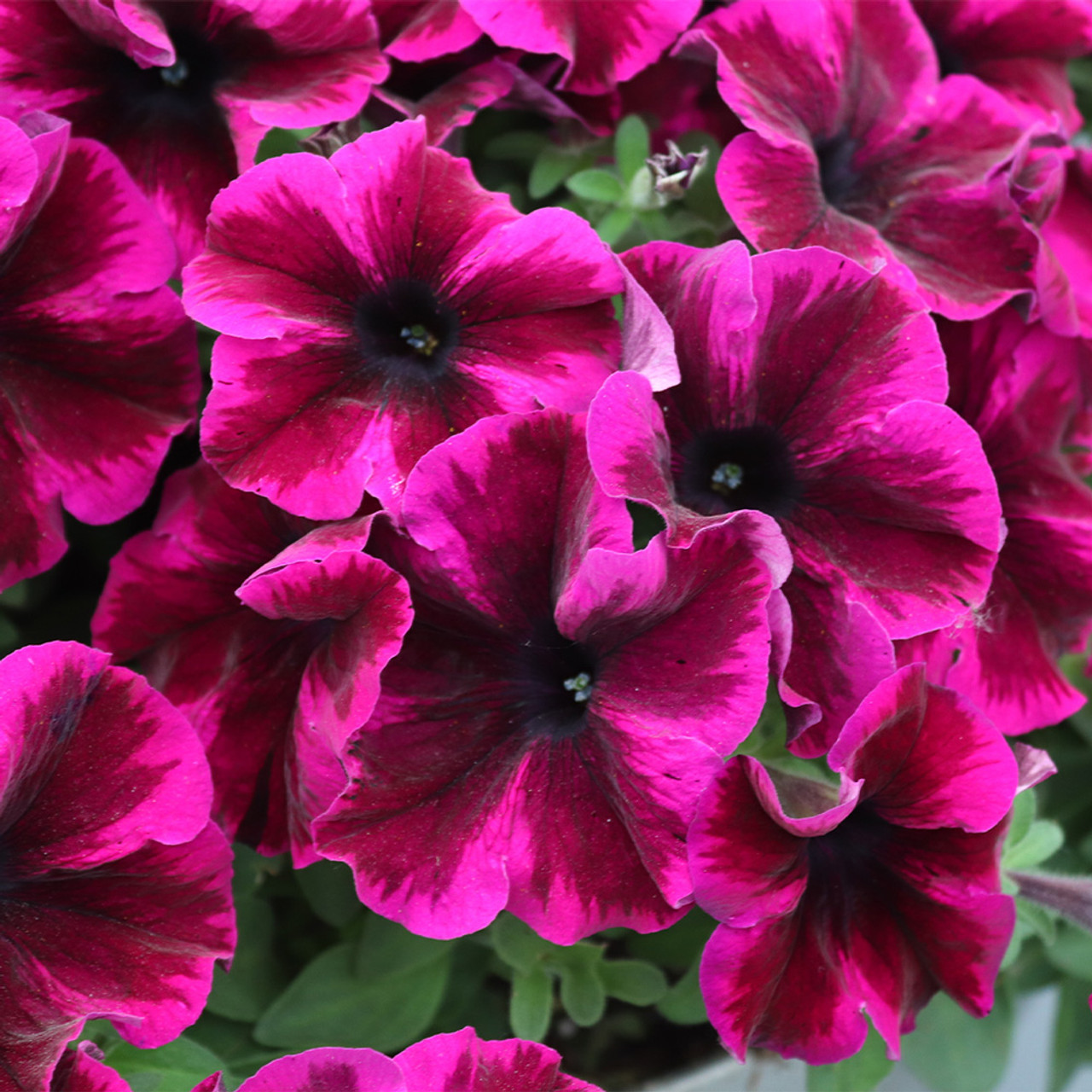 Night Sky Petunia Flower Seeds