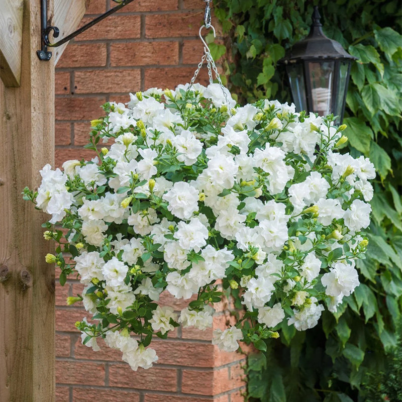Summer Double Petunia Elizabeth
