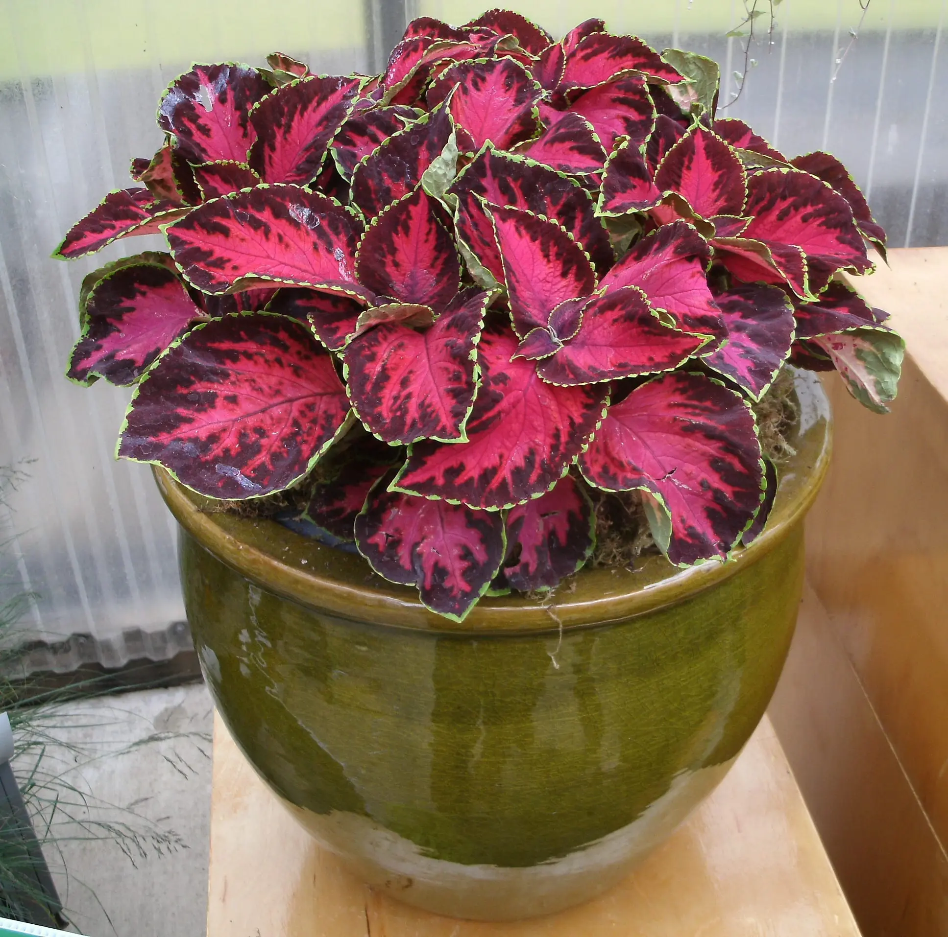 Coleus, Chocolate Covered Cherry