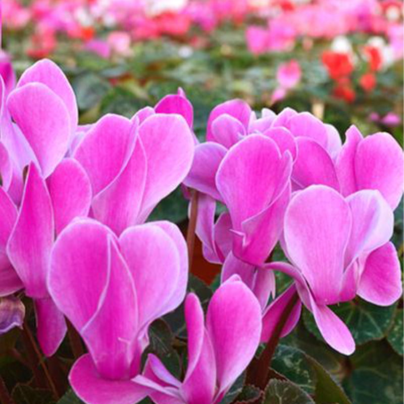 🩷Cyclamen Flower Perennial Flowering Plants Seeds
