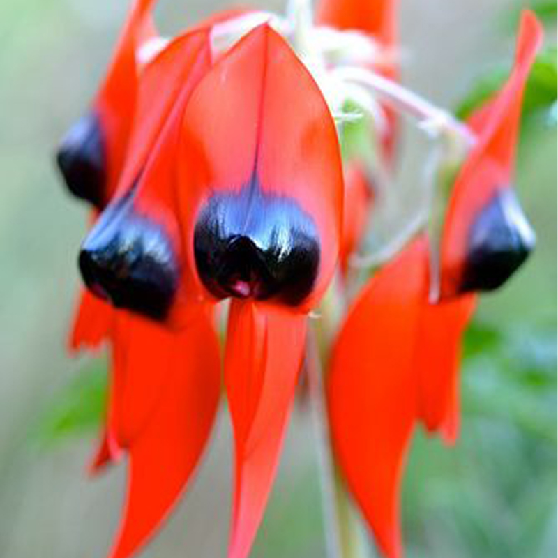 Sturt's Desert Pea Swainsona Formosa Australian Native