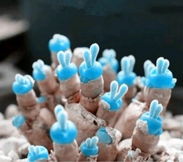 Benih Biji Succulent Blue Rabbit Sukulen Import