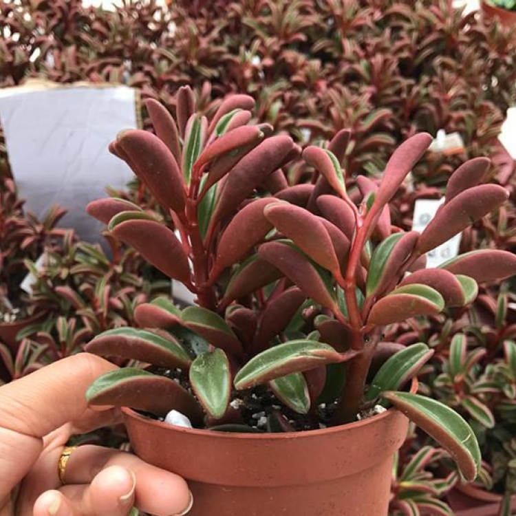 Ruby Glow (Peperomia Graveolens) Seeds