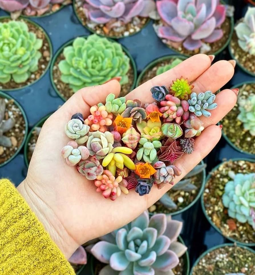 Rare Beautiful Mixed Mini Succulents Seeds