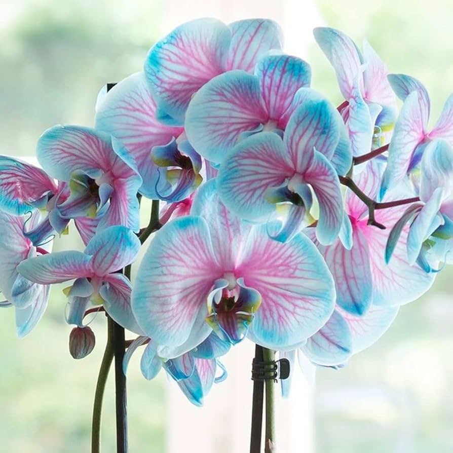 🦋Macaroon Cocktail Phalaenopsis