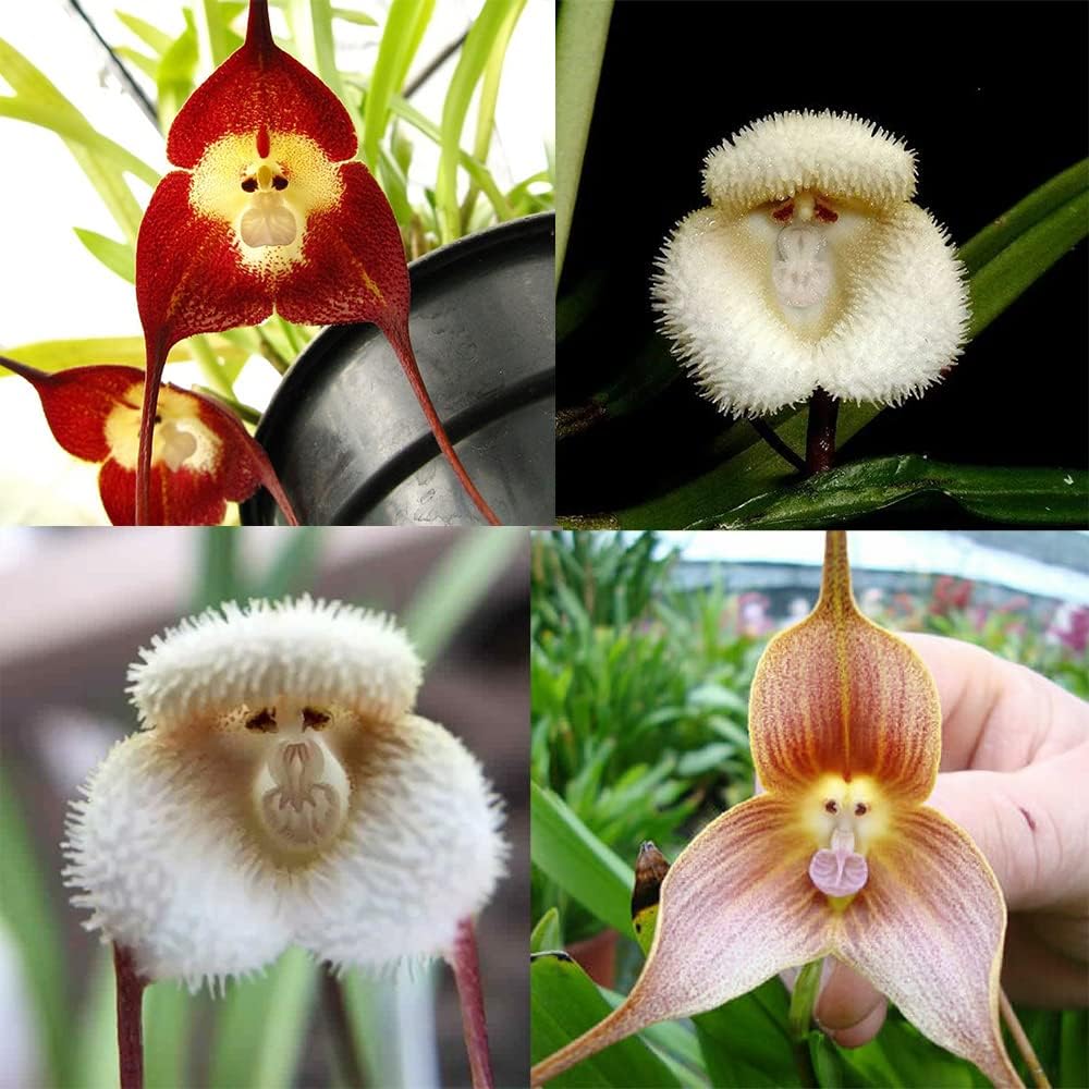200 Seeds Monkey Face Orchid Seeds Dracula Cute Simia Flower