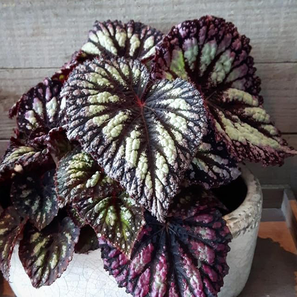 Coleus Seeds Veined Silver