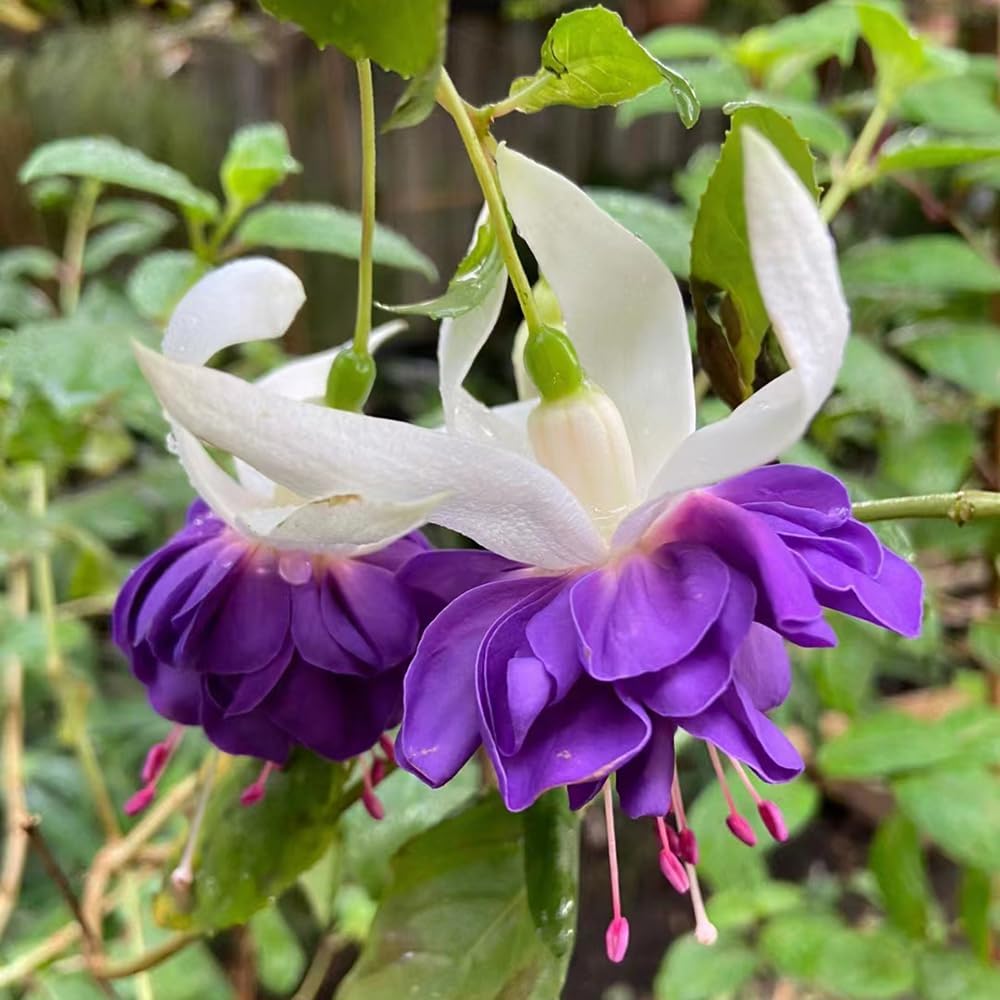 Deep Purple Fuchsia Seeds